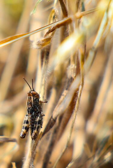 Russia Agriculture Locusts