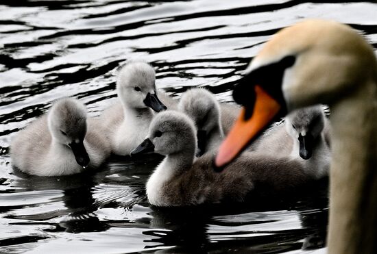 Russia Environment Swans