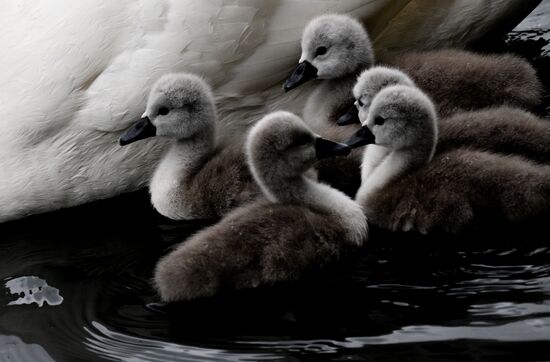 Russia Environment Swans