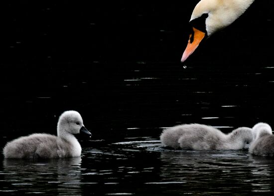 Russia Environment Swans