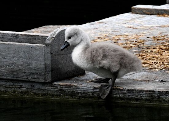 Russia Environment Swans
