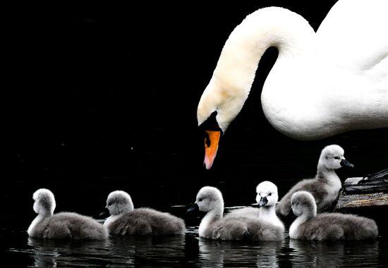 Russia Environment Swans