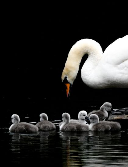 Russia Environment Swans