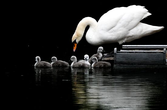 Russia Environment Swans