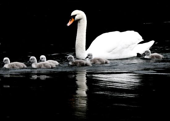 Russia Environment Swans