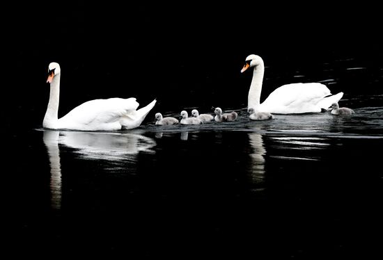 Russia Environment Swans
