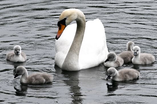 Russia Environment Swans