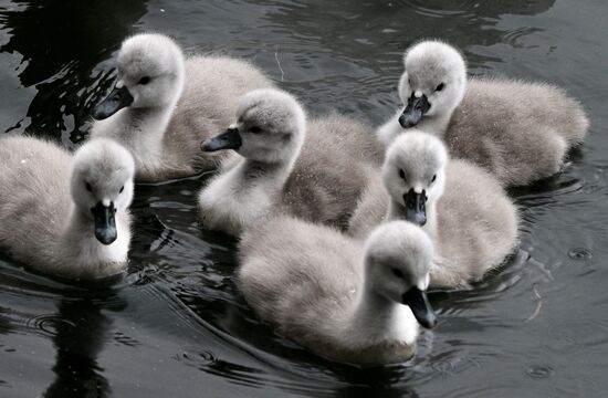 Russia Environment Swans