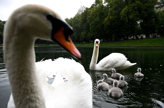 Russia Environment Swans