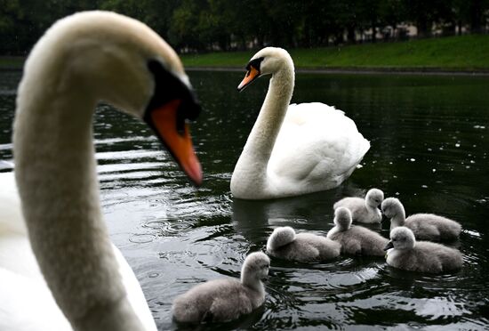 Russia Environment Swans