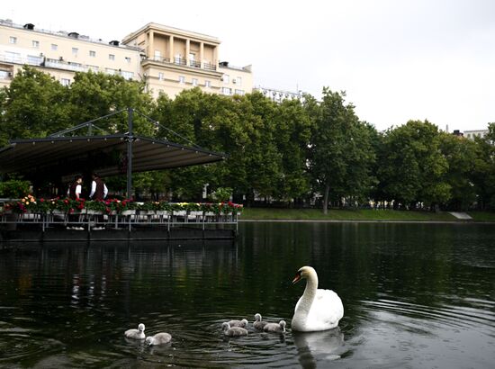 Russia Environment Swans