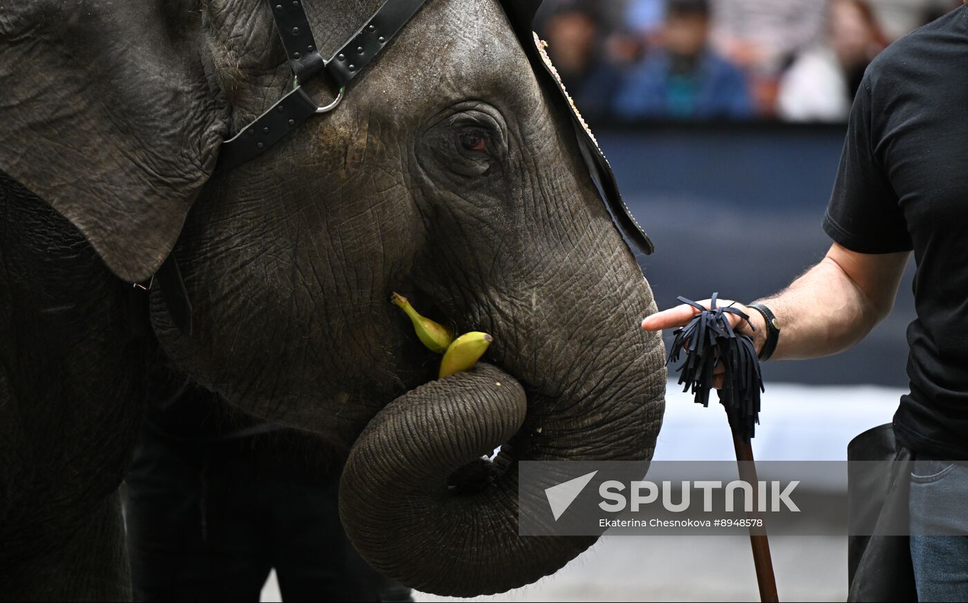 Russia Circus