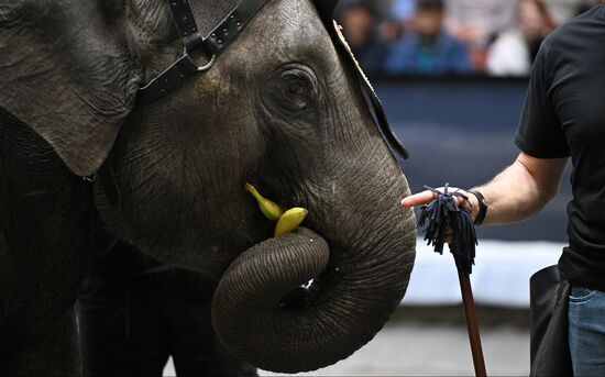 Russia Circus