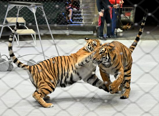 Russia Circus