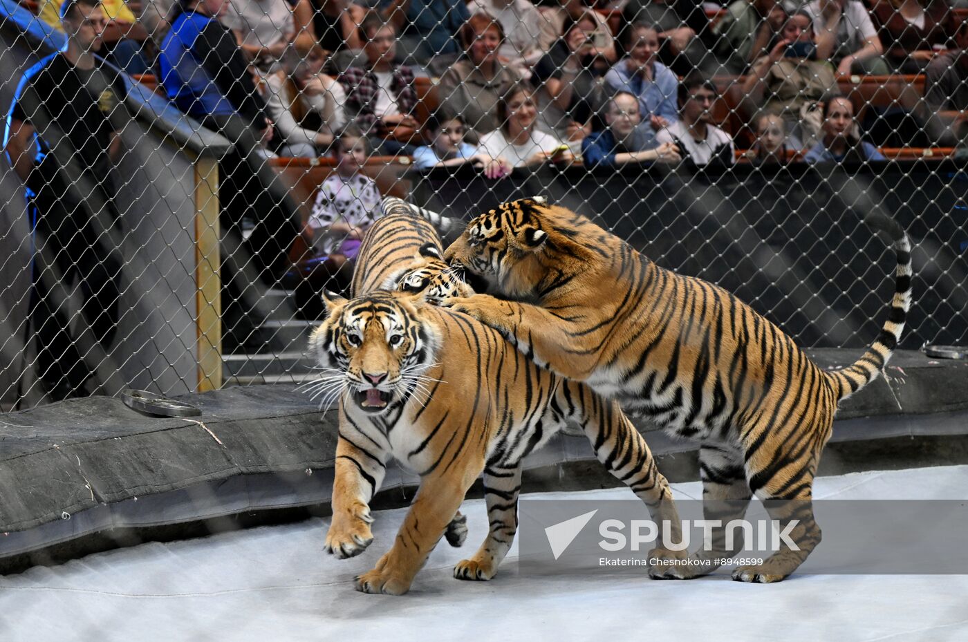 Russia Circus