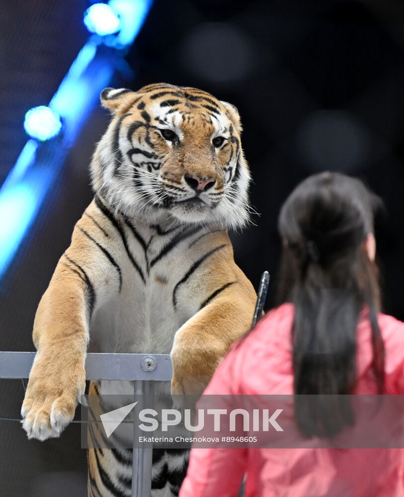 Russia Circus