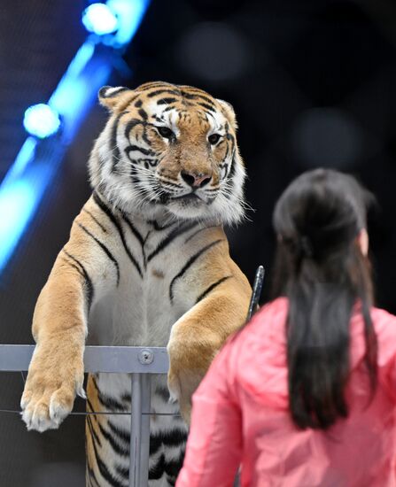 Russia Circus