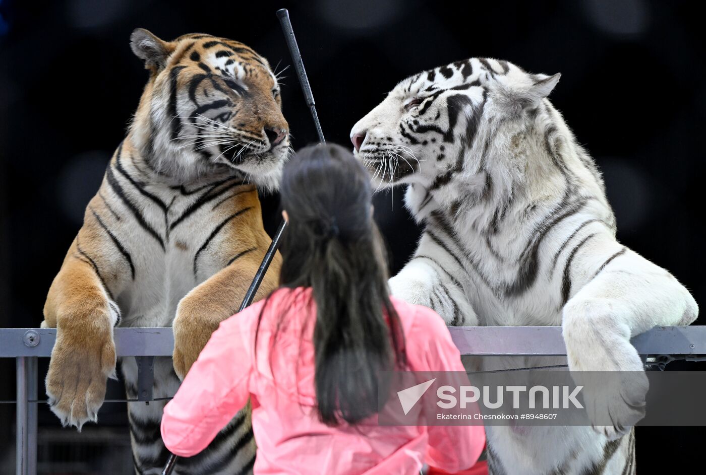 Russia Circus