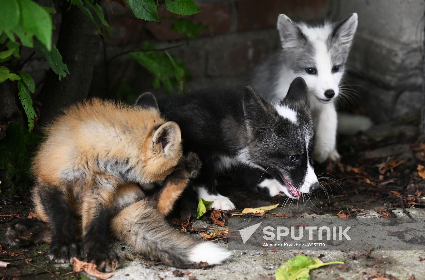 Russia Animal Farm