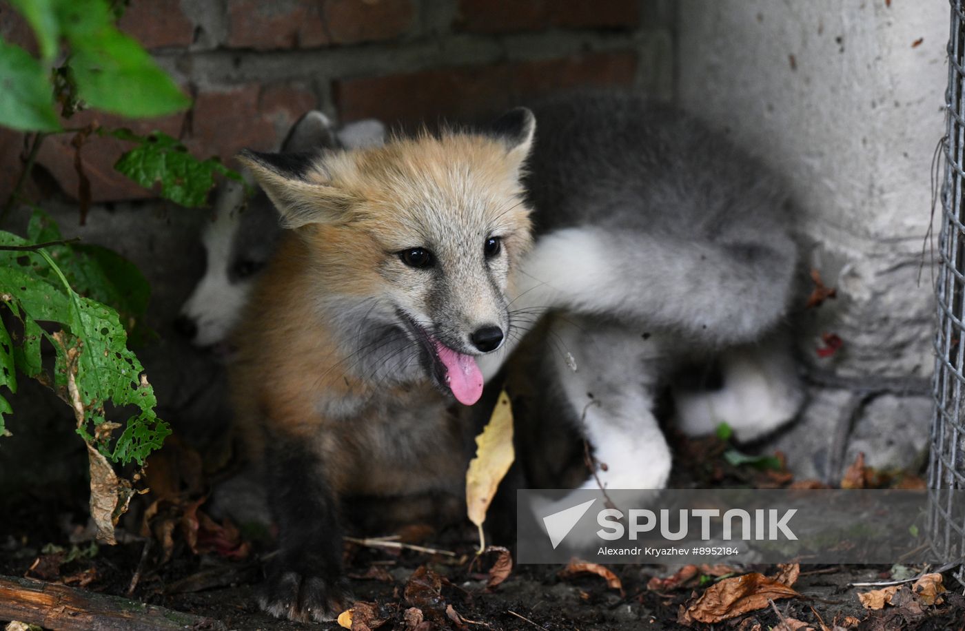 Russia Animal Farm