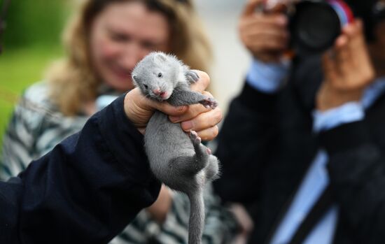 Russia Animal Farm