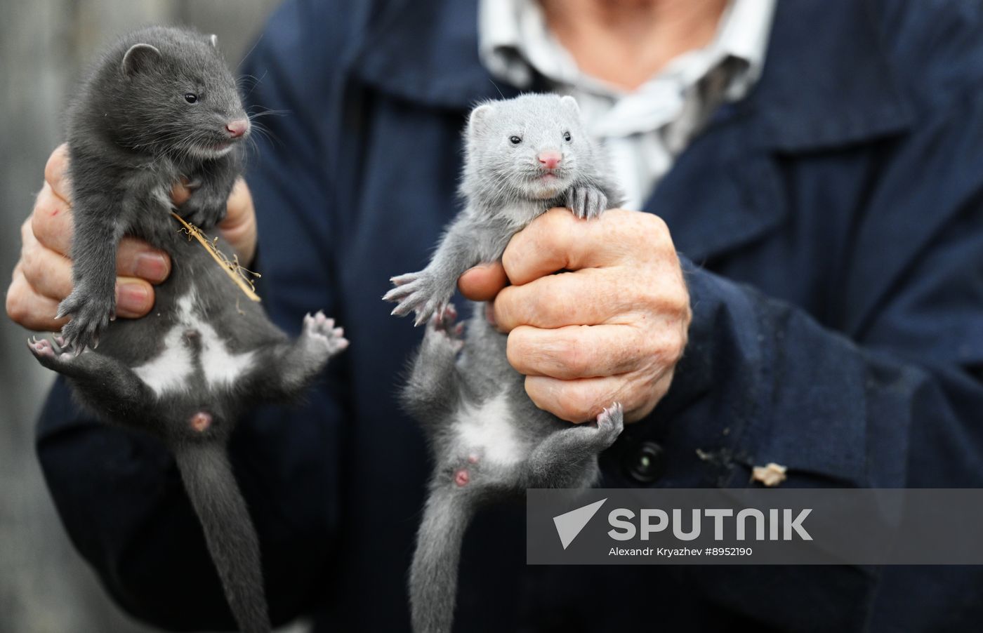 Russia Animal Farm
