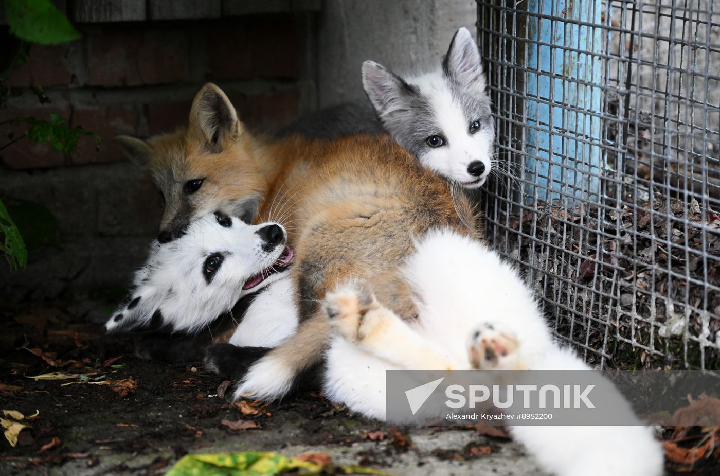 Russia Animal Farm