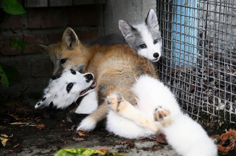 Baby animals in zoos