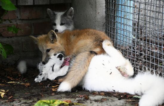 Russia Animal Farm