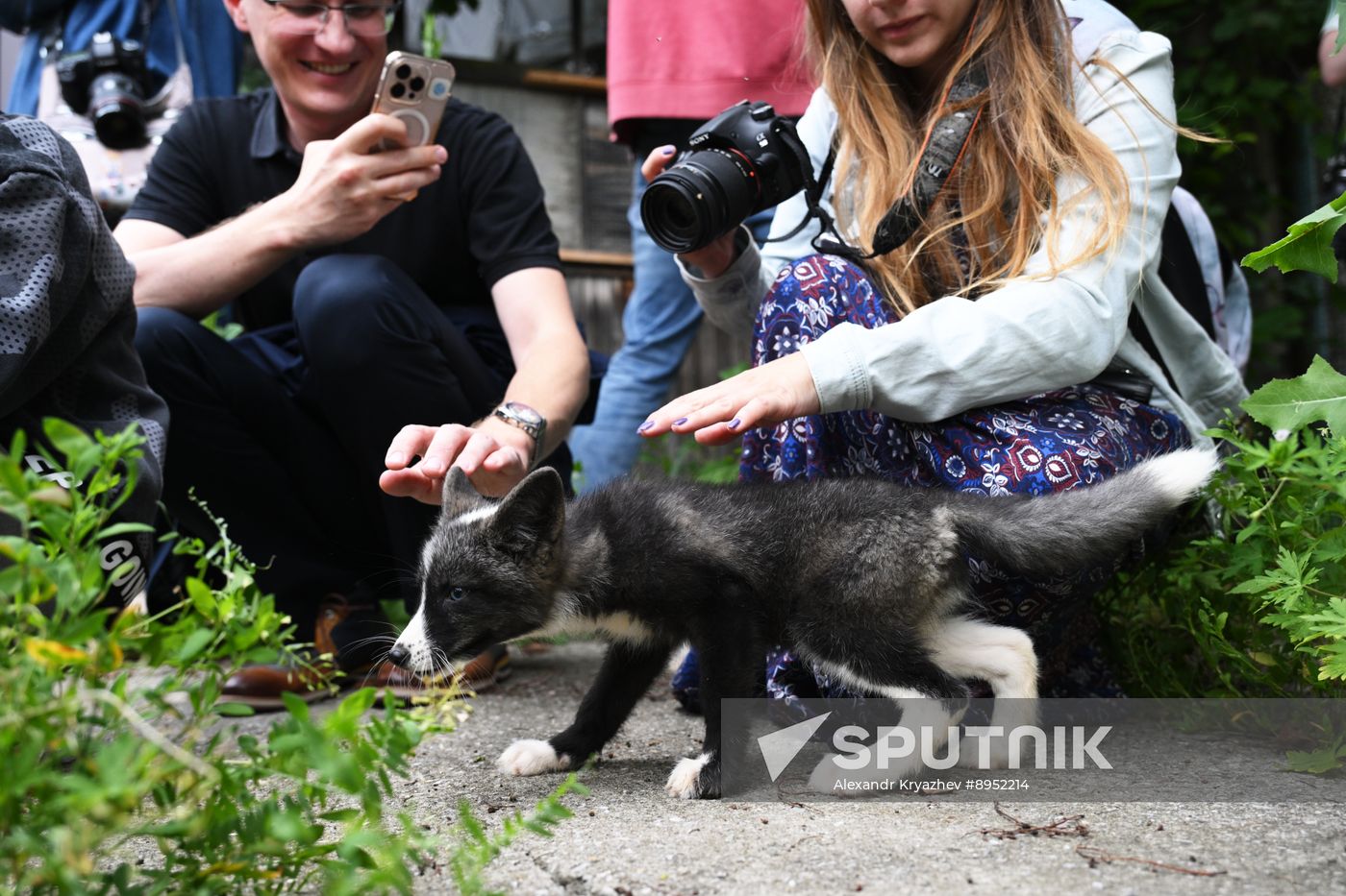 Russia Animal Farm