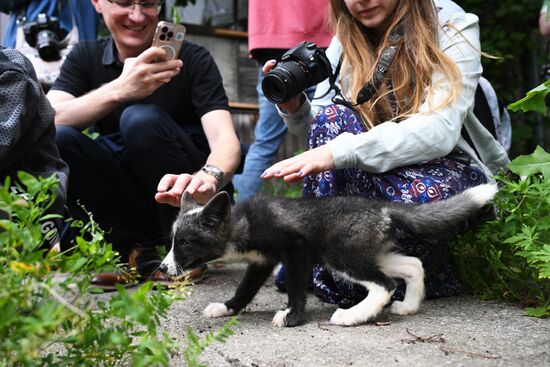 Russia Animal Farm