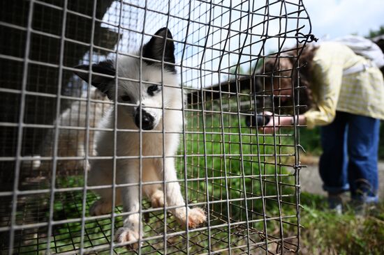 Russia Animal Farm