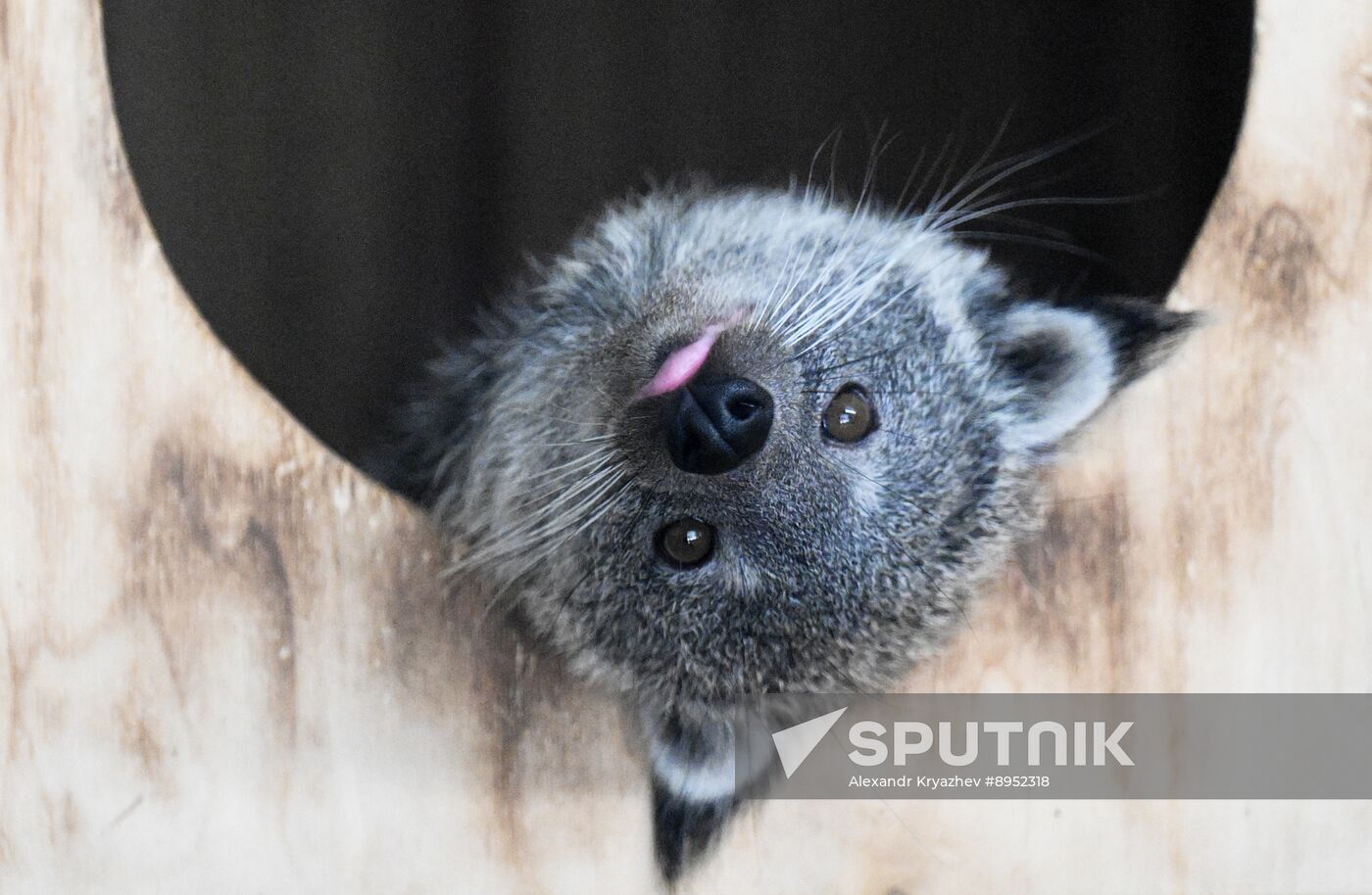 Russia Zoo Binturong Cubs