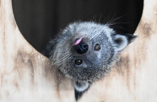 Russia Zoo Binturong Cubs