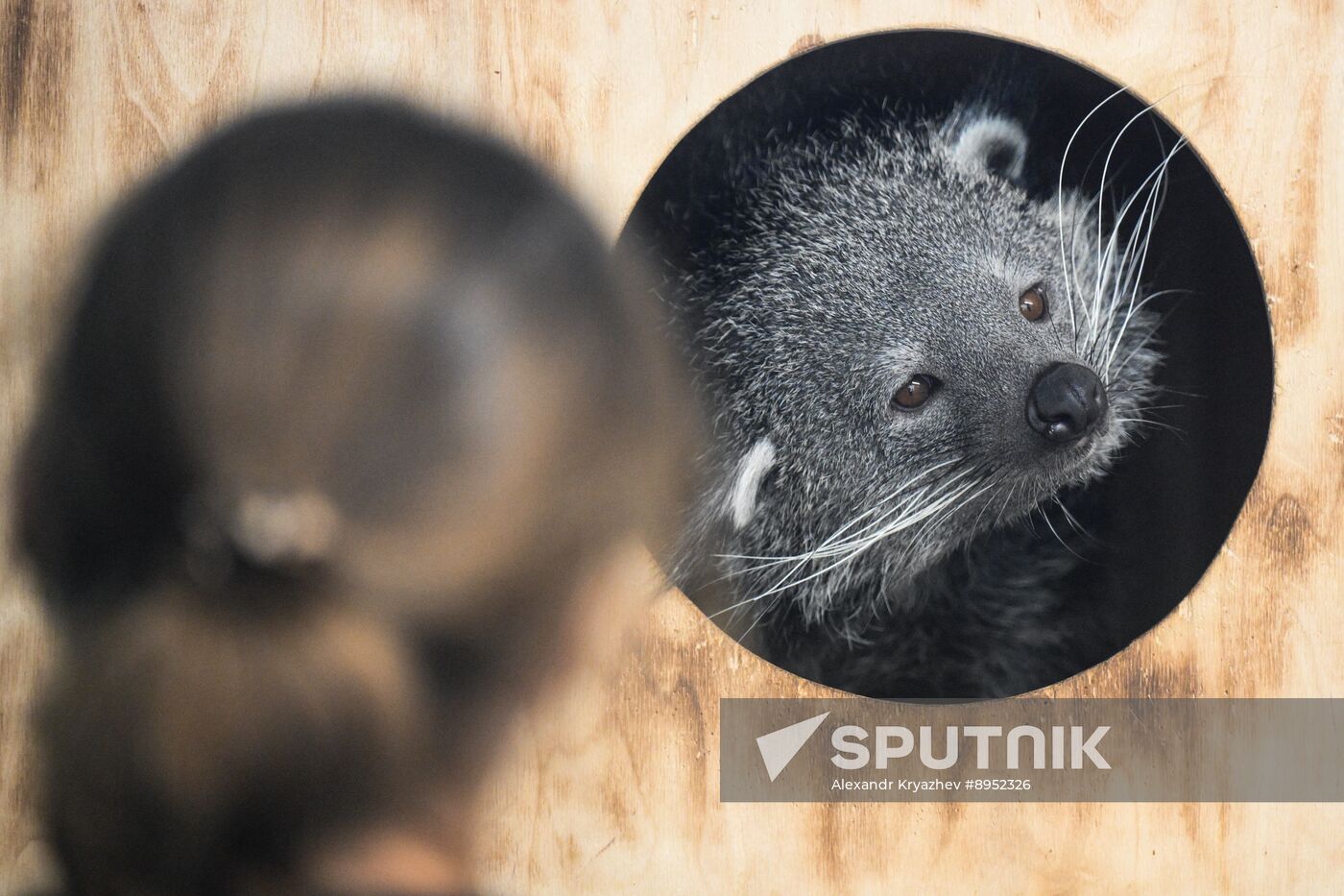 Russia Zoo Binturong Cubs