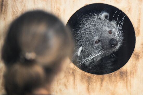 Russia Zoo Binturong Cubs
