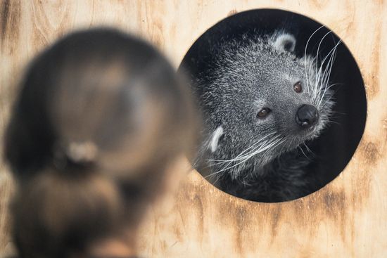 Russia Zoo Binturong Cubs