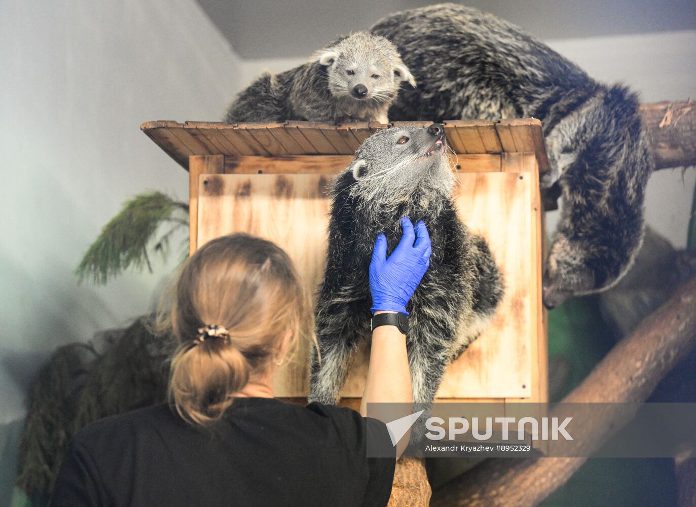 Russia Zoo Binturong Cubs