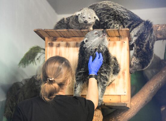 Russia Zoo Binturong Cubs