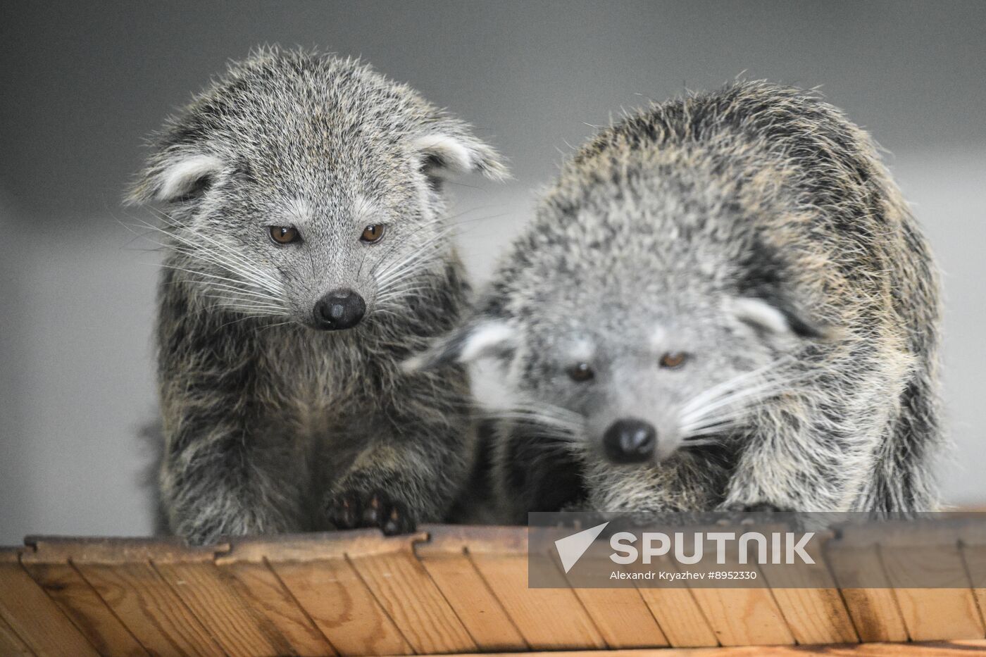 Russia Zoo Binturong Cubs
