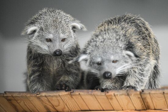 Russia Zoo Binturong Cubs