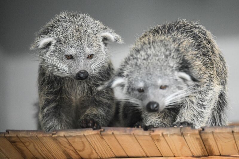 Baby animals in zoos