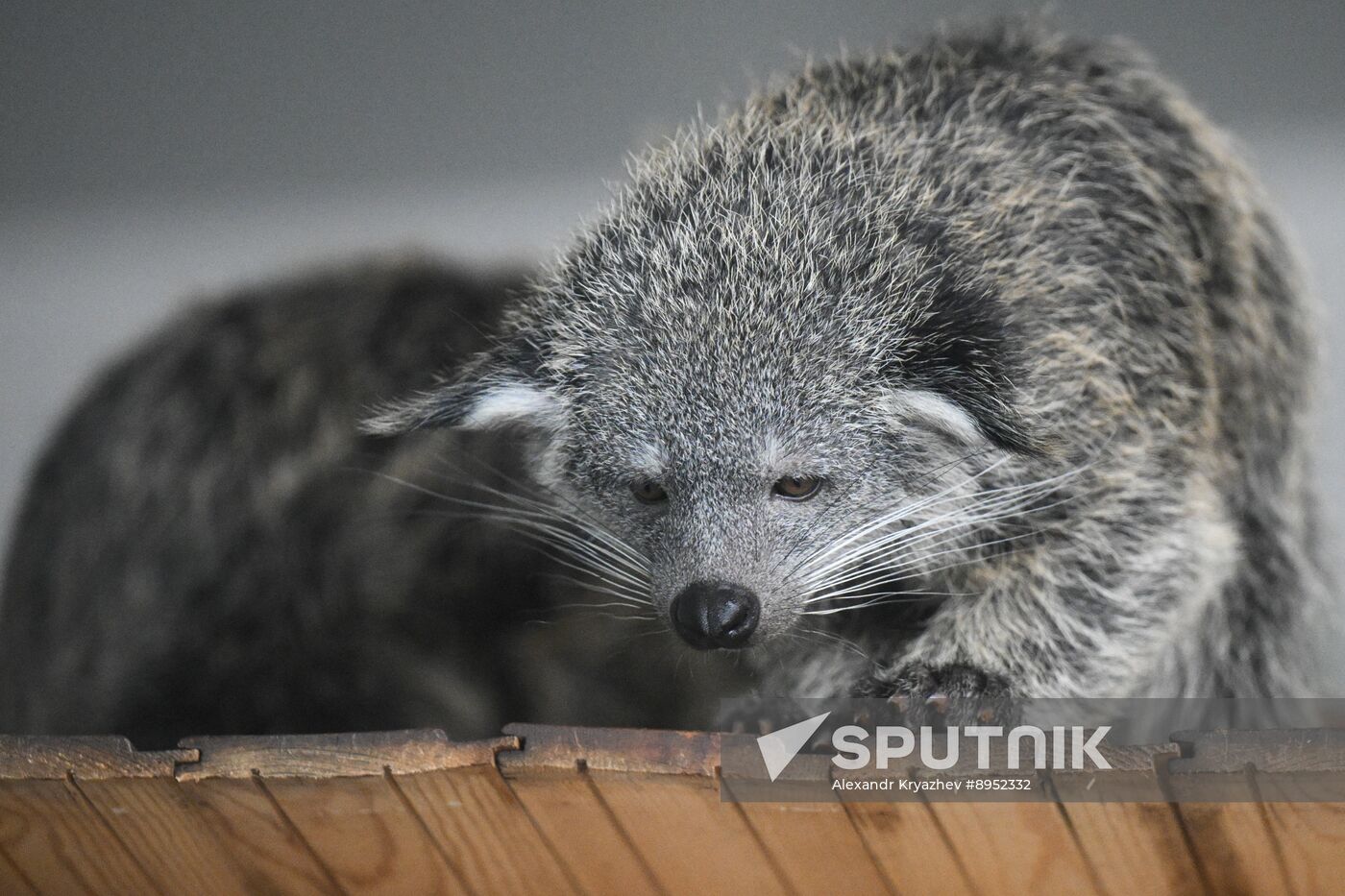 Russia Zoo Binturong Cubs