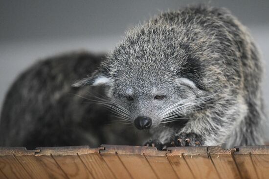 Russia Zoo Binturong Cubs