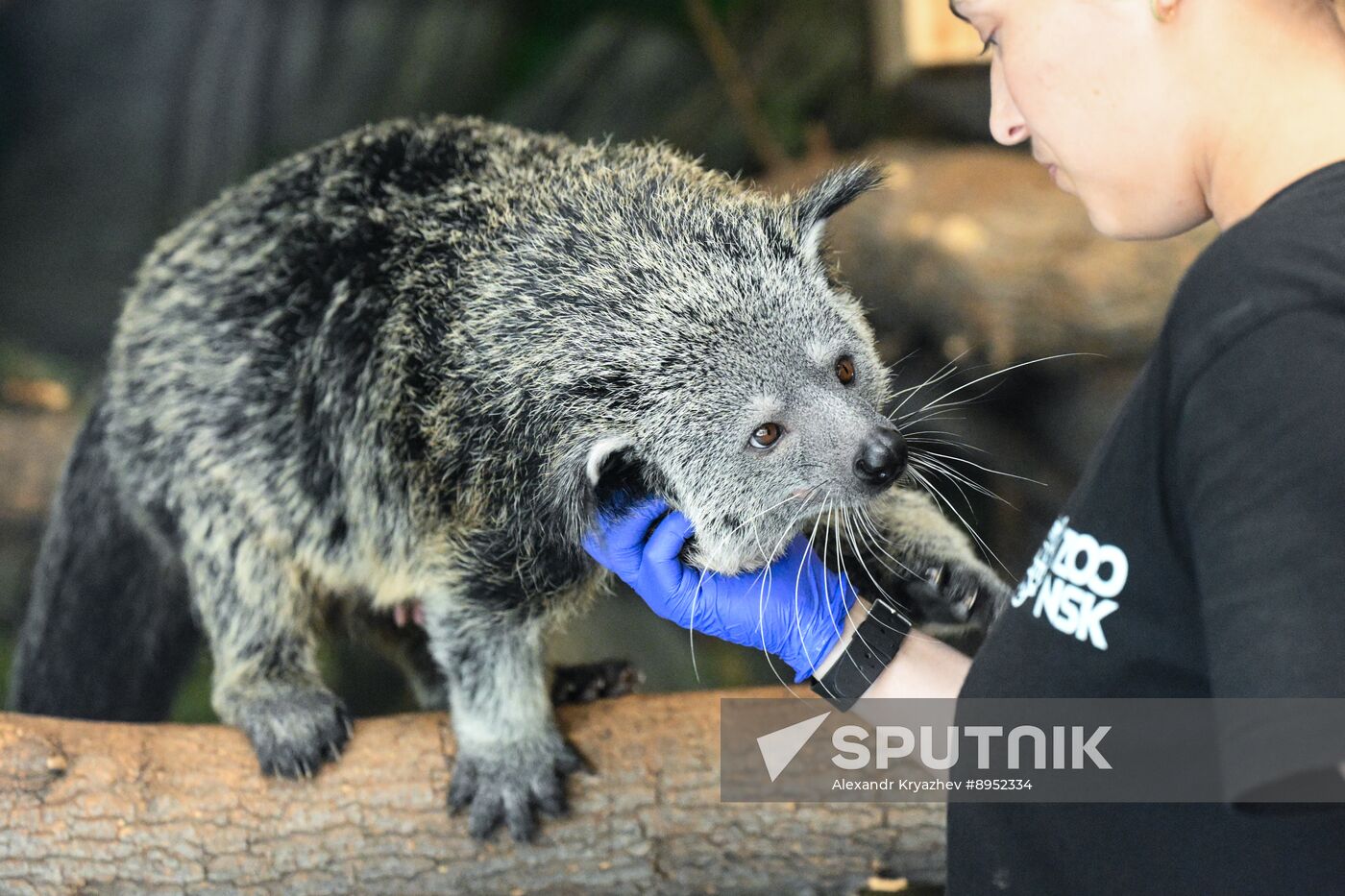 Russia Zoo Binturong Cubs