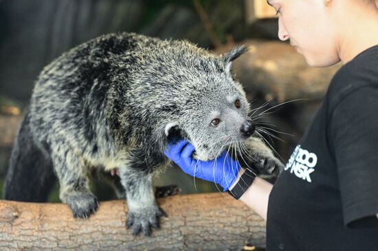 Russia Zoo Binturong Cubs