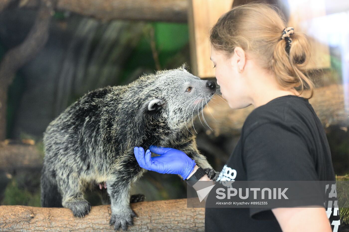 Russia Zoo Binturong Cubs
