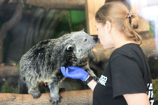 Russia Zoo Binturong Cubs