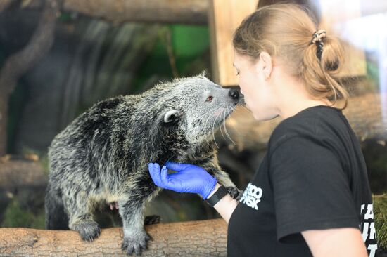 Russia Zoo Binturong Cubs