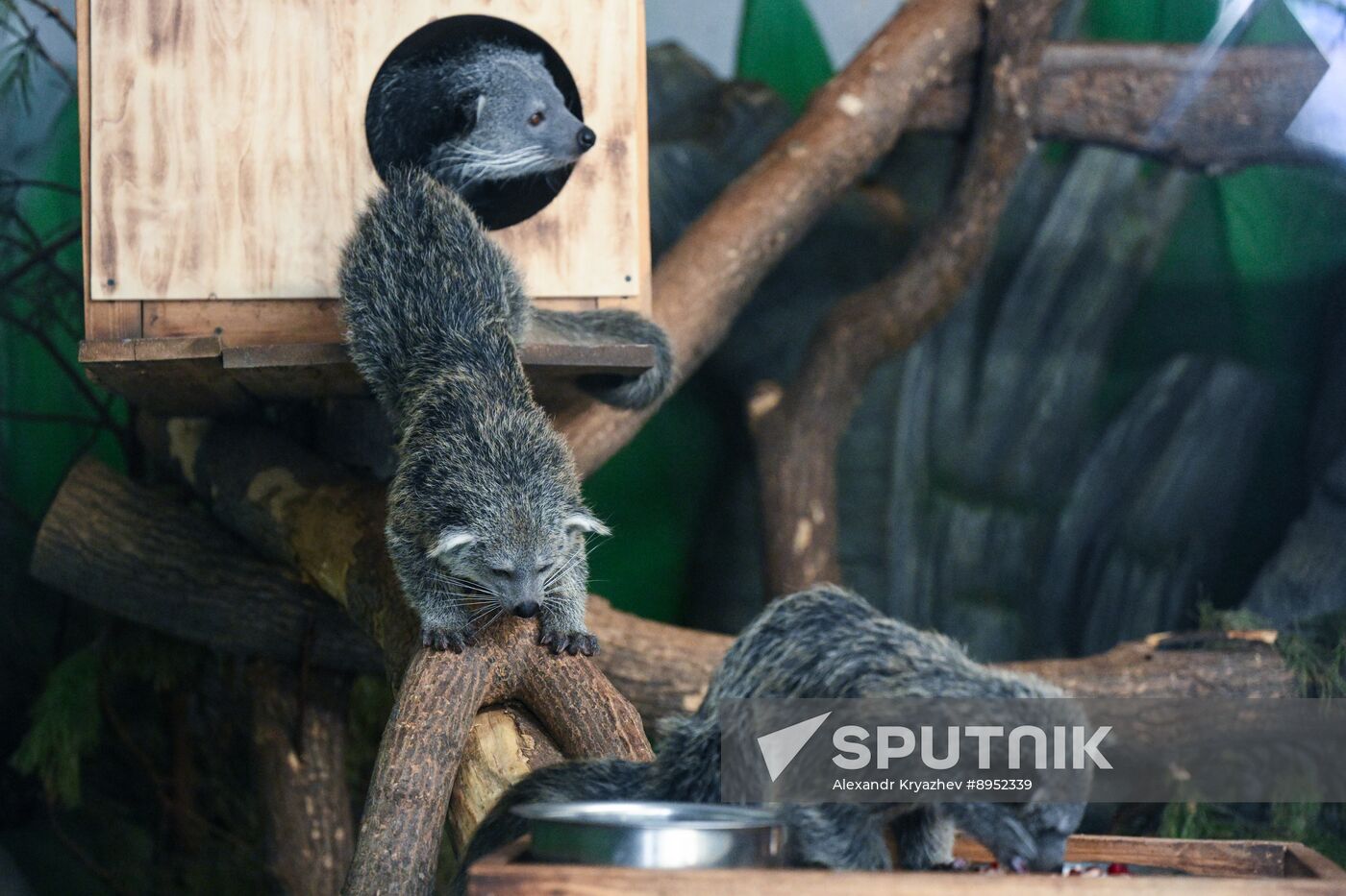 Russia Zoo Binturong Cubs